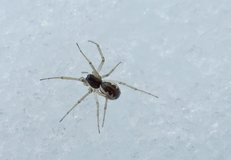 Neriene sp.