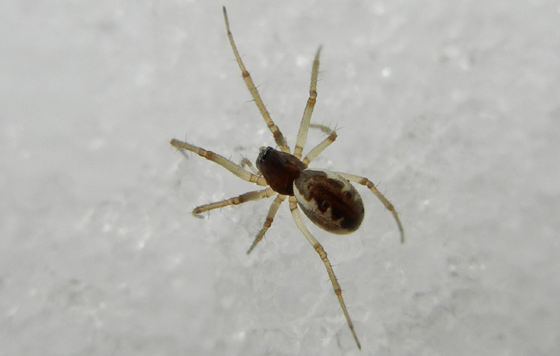 Neriene sp.