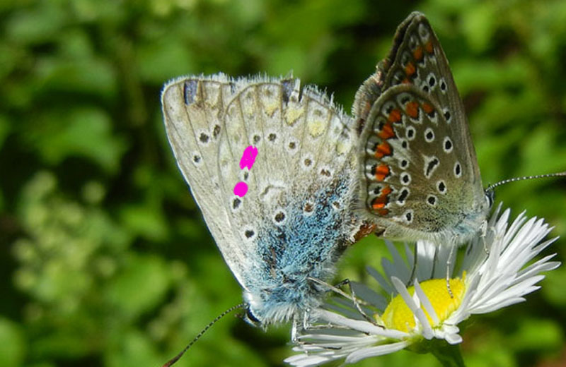 Polyommatus icarus - accoppiamento - Lycaenidae......TN