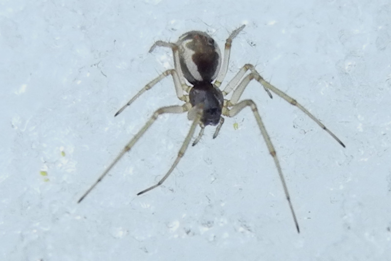 Neriene sp.