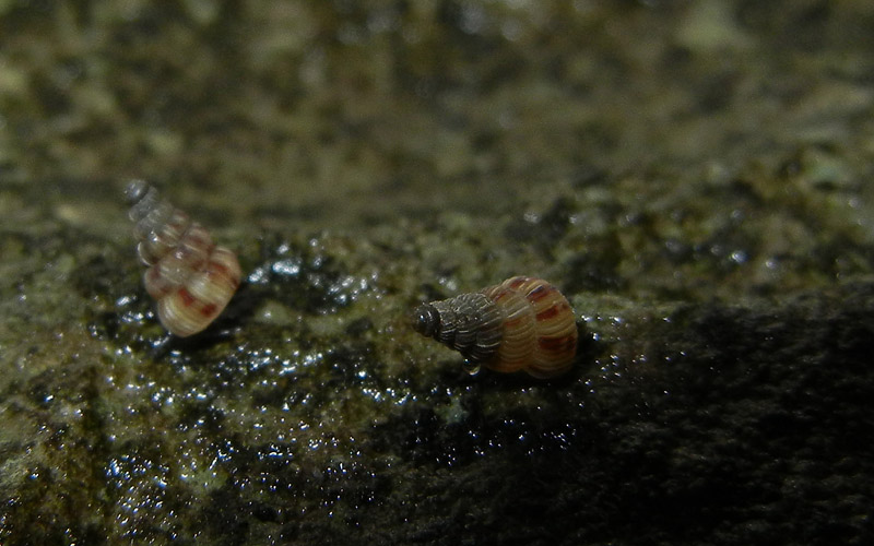 piccoli esserini.........una bellezza !!!!!