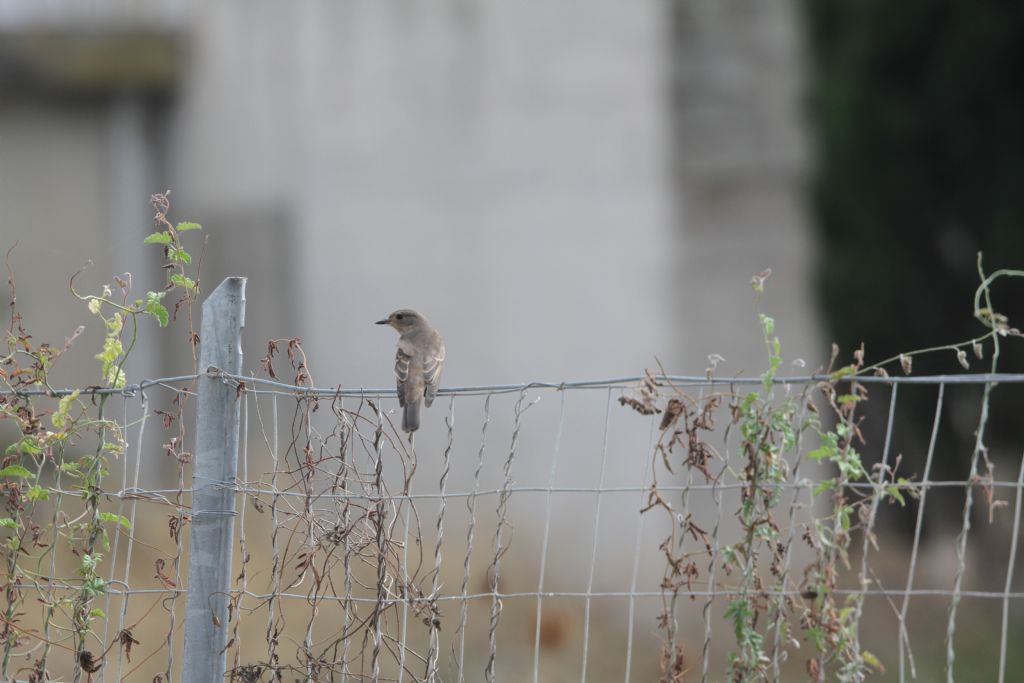 Riconoscimento Muscicapa striata