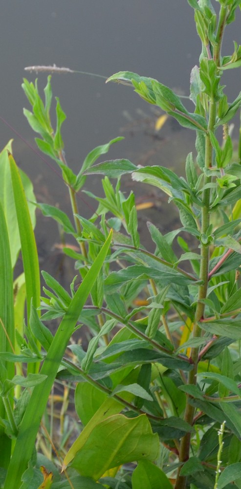 Erba ripariale? Epilobium sp.