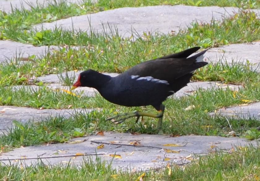 Gallinella d''acqua