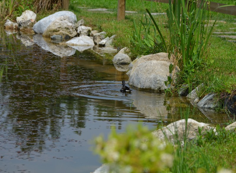 Gallinella d''acqua