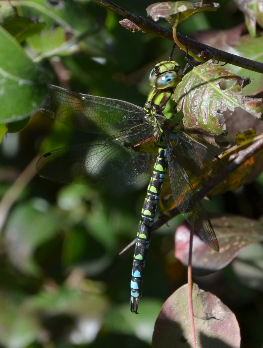 Aeshna cyanea