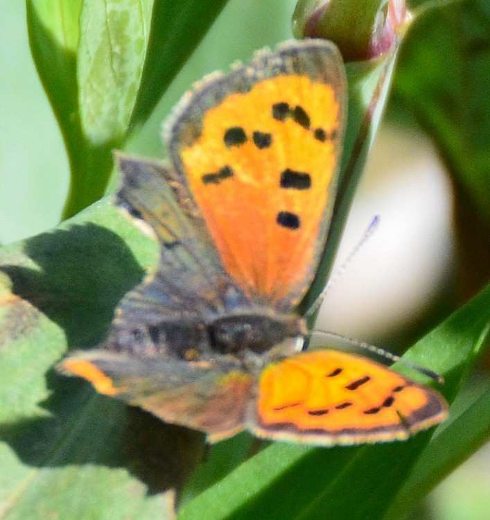 Lycaena phlaeas? S