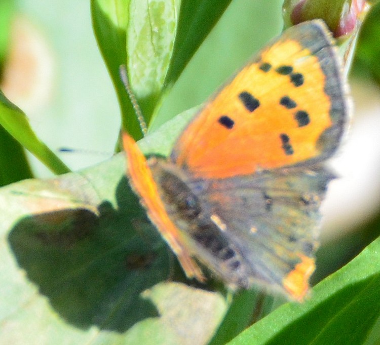 Lycaena phlaeas? S