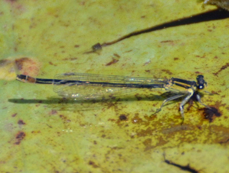 Ischnura elegans f. infuscans, femmina ? S !