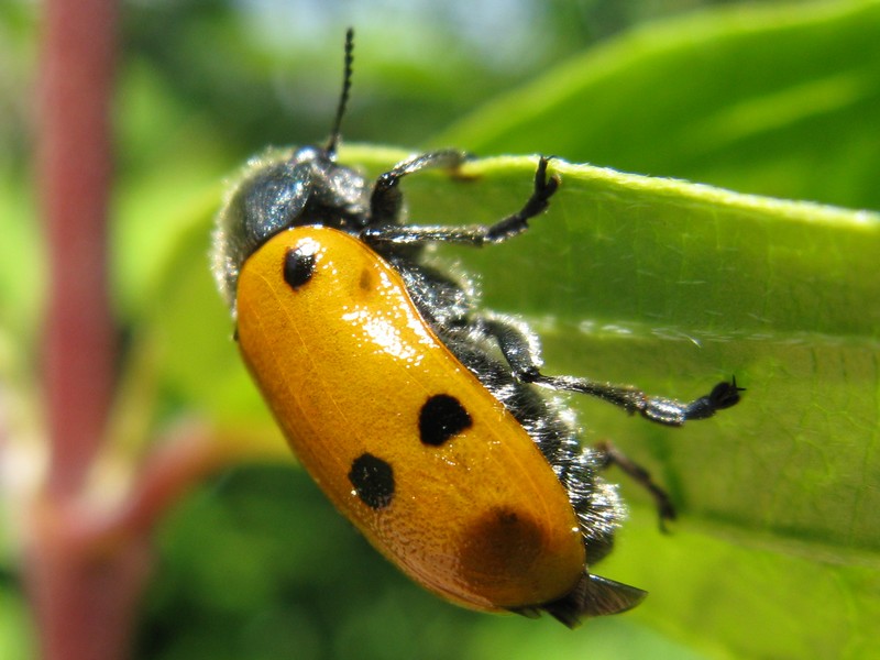 Clytra laeviuscula? No, Lachnaia italica, Chrysomelidae