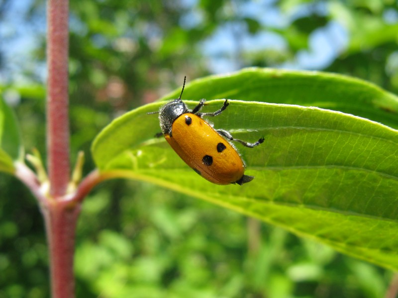 Clytra laeviuscula? No, Lachnaia italica, Chrysomelidae