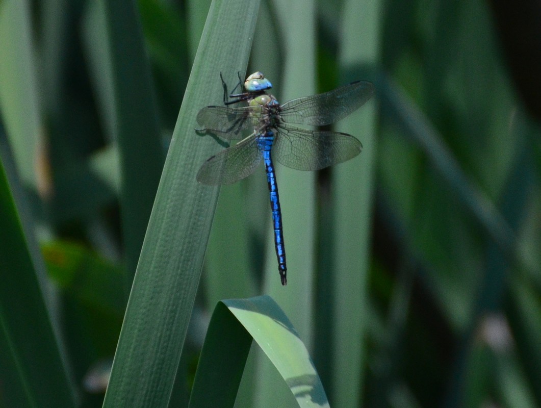 Anax imperator: quando finalmente si posano