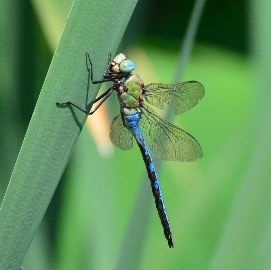 Anax imperator: quando finalmente si posano