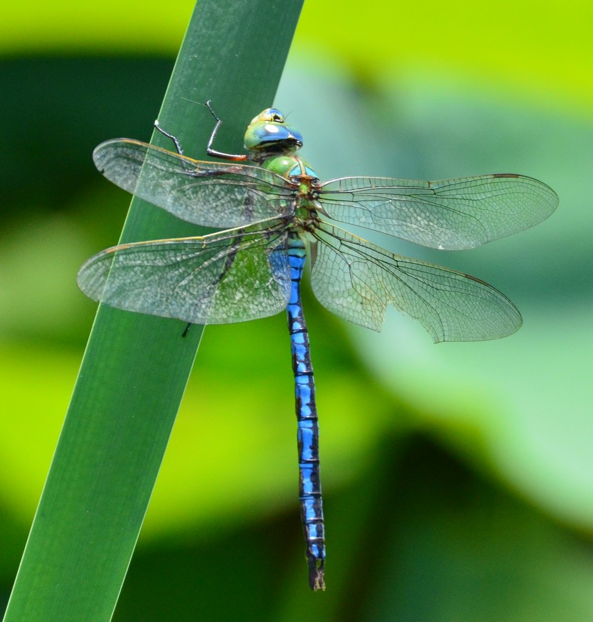 Anax imperator: quando finalmente si posano