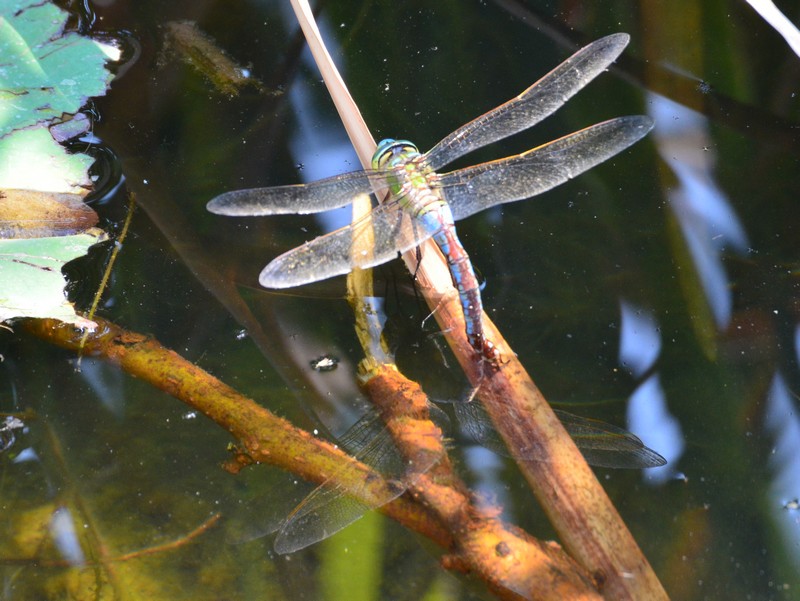 Anax imperator: quando finalmente si posano