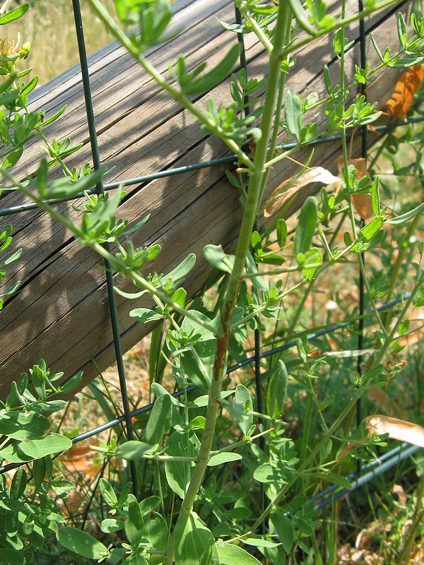 Hypericum perforatum