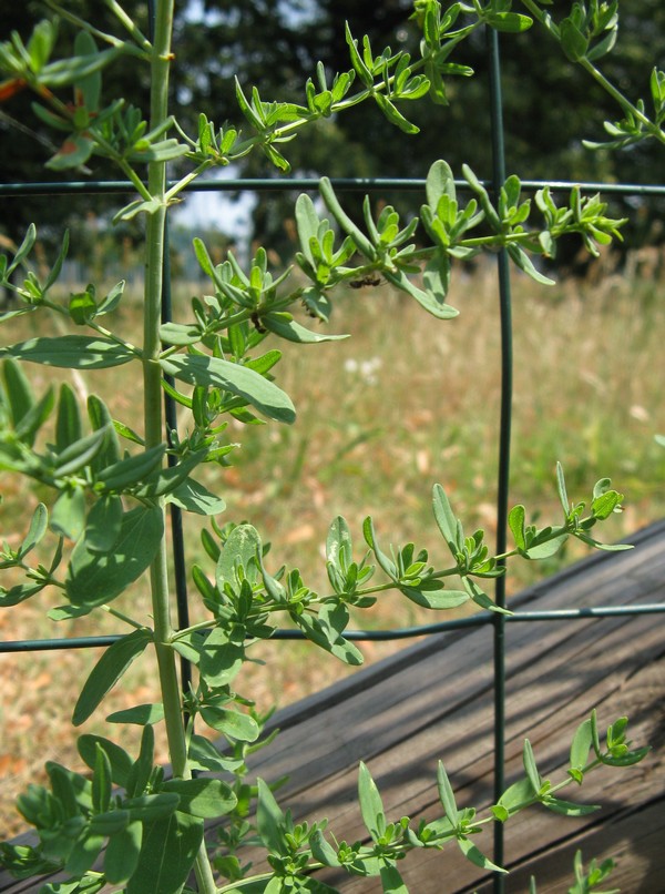 Hypericum perforatum