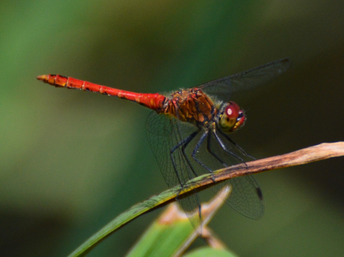 Sympetrum fonscolombii?  No, Sympetrum sanguineum