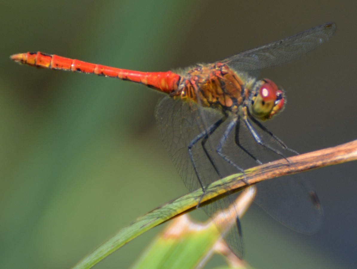 Sympetrum fonscolombii?  No, Sympetrum sanguineum