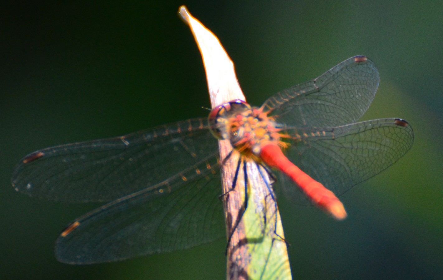 Sympetrum fonscolombii?  No, Sympetrum sanguineum