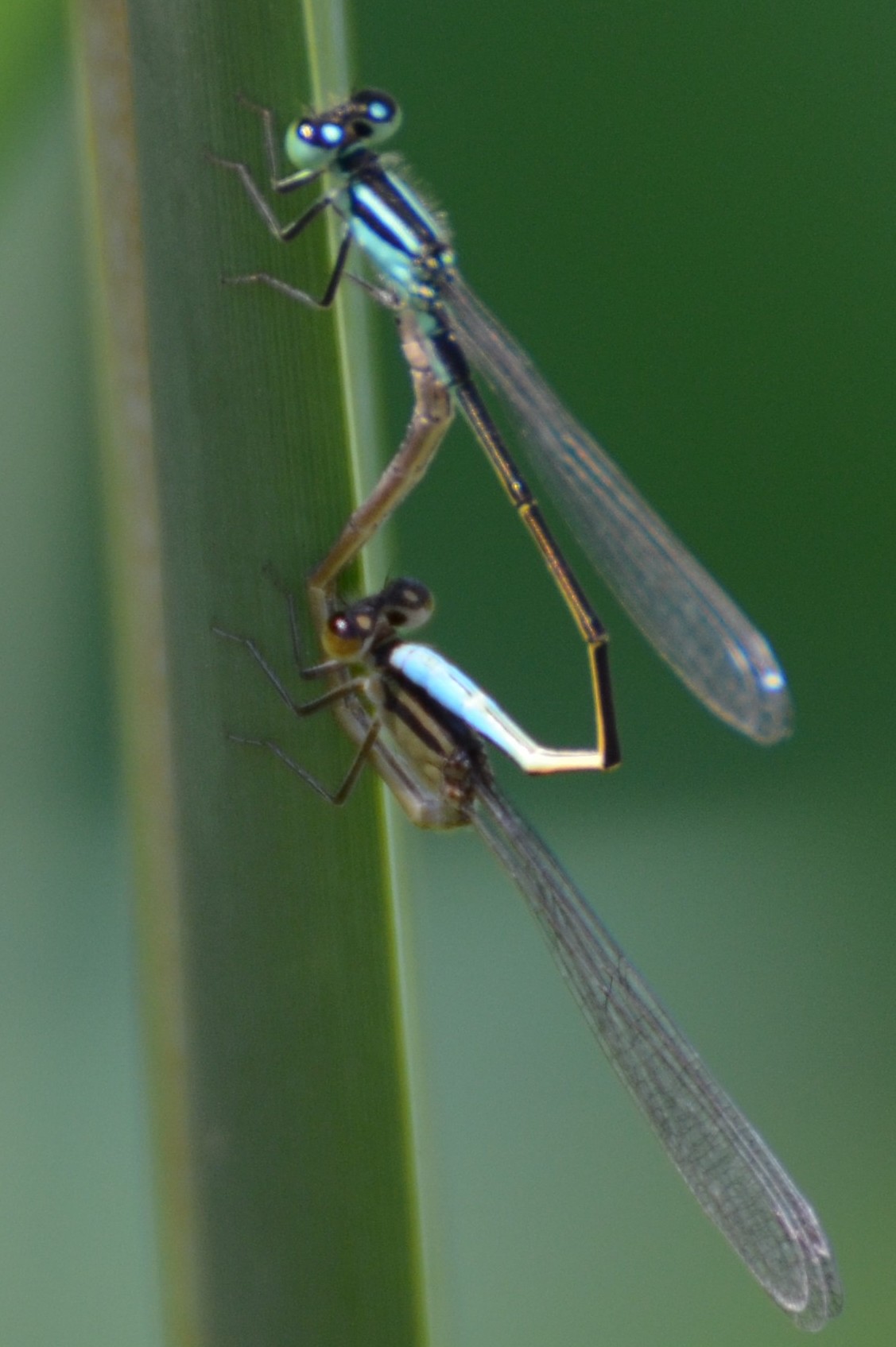 Ischnura pumilio?  No, Ischnura elegans