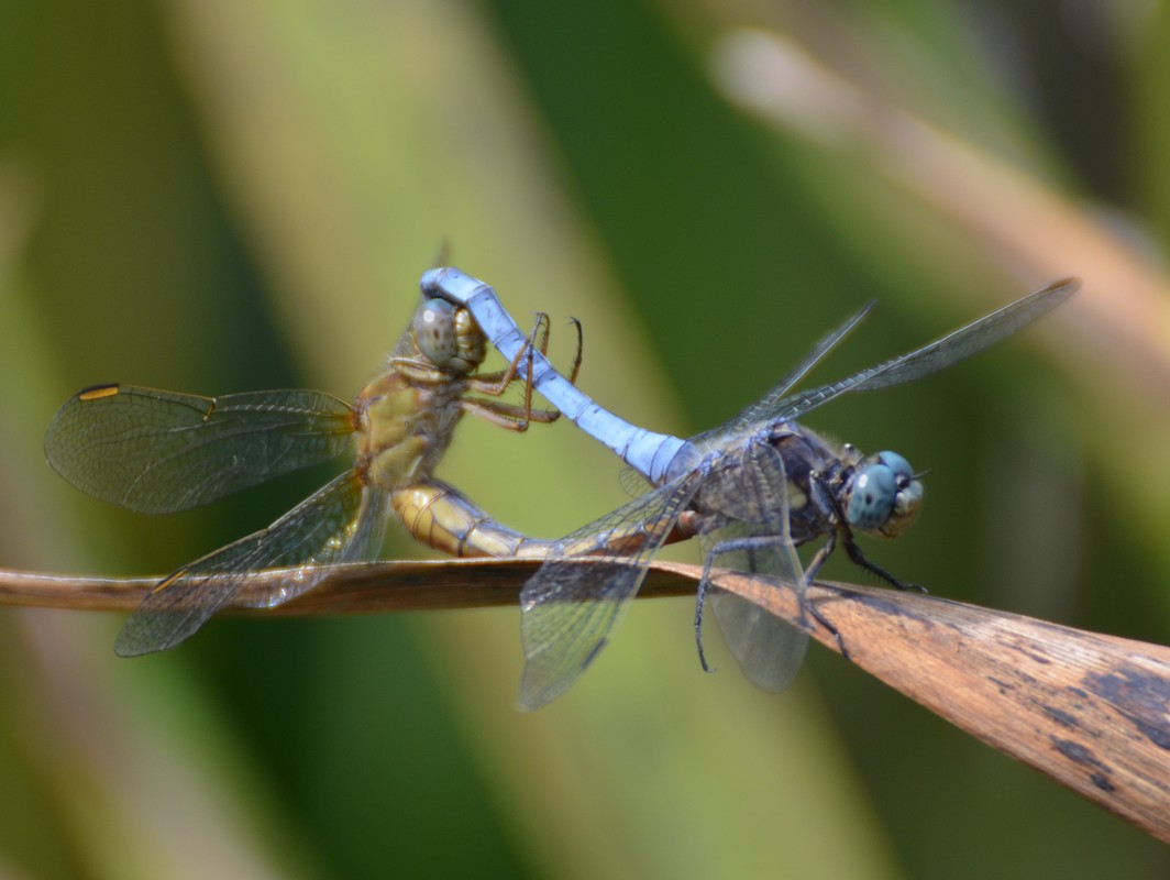 Orthetrum coerulescens coppia