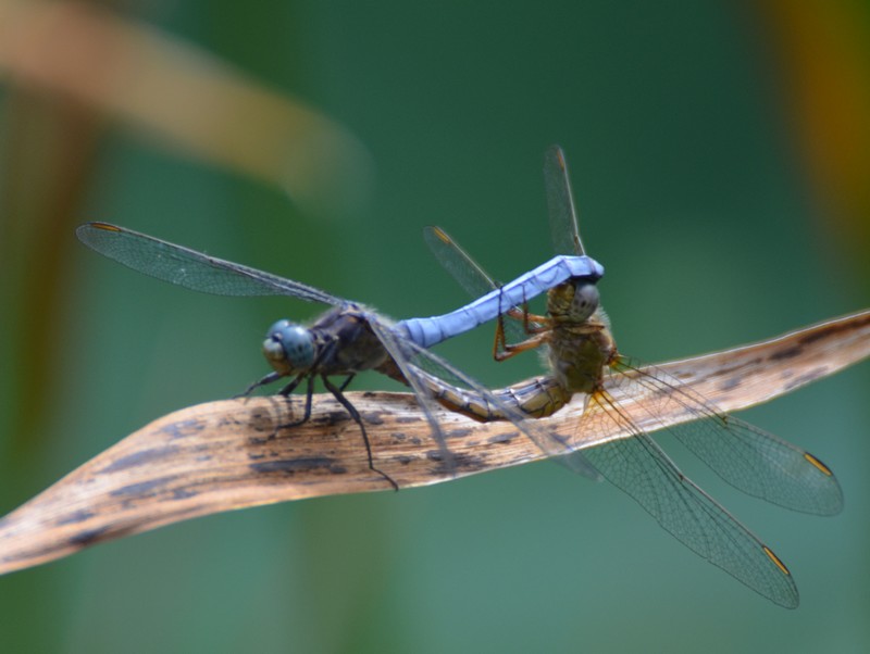 Orthetrum coerulescens coppia