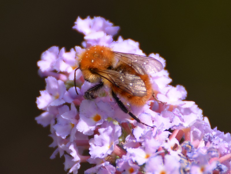 Bombus (Thoracobombus) pascuorum (cfr.), Apidae