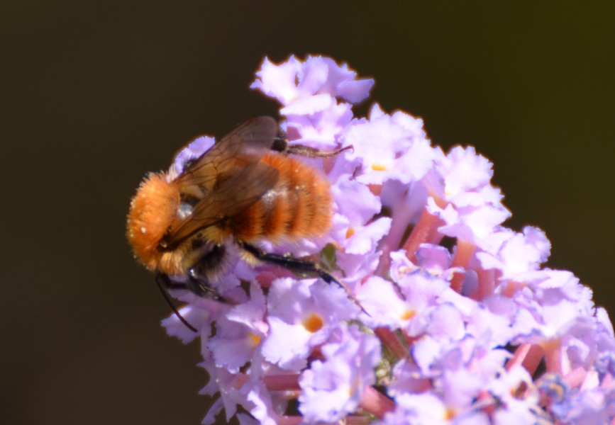 Bombus (Thoracobombus) pascuorum (cfr.), Apidae