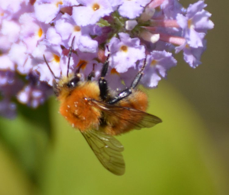 Bombus (Thoracobombus) pascuorum (cfr.), Apidae