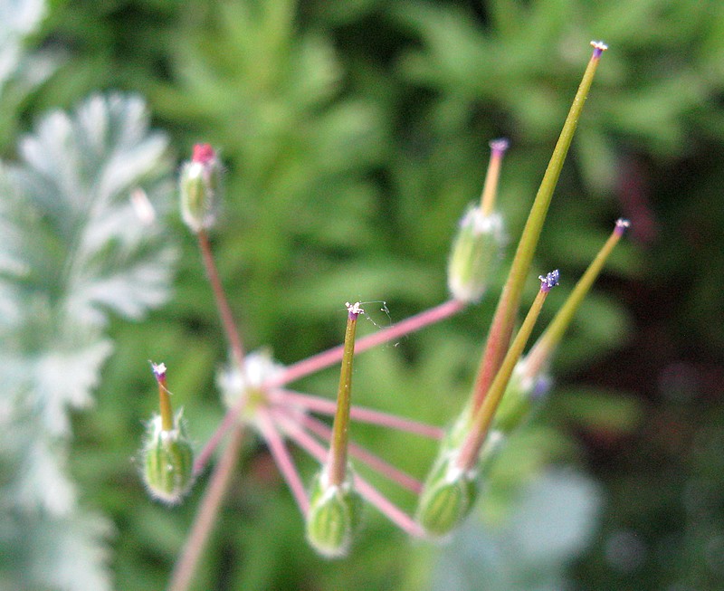 Geranium robertianum?  No, Erodium cicutarium