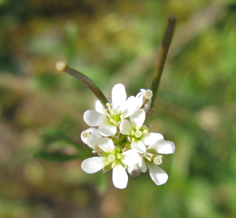 Fiorellini bianchi nel prato: Cardamine hirsuta