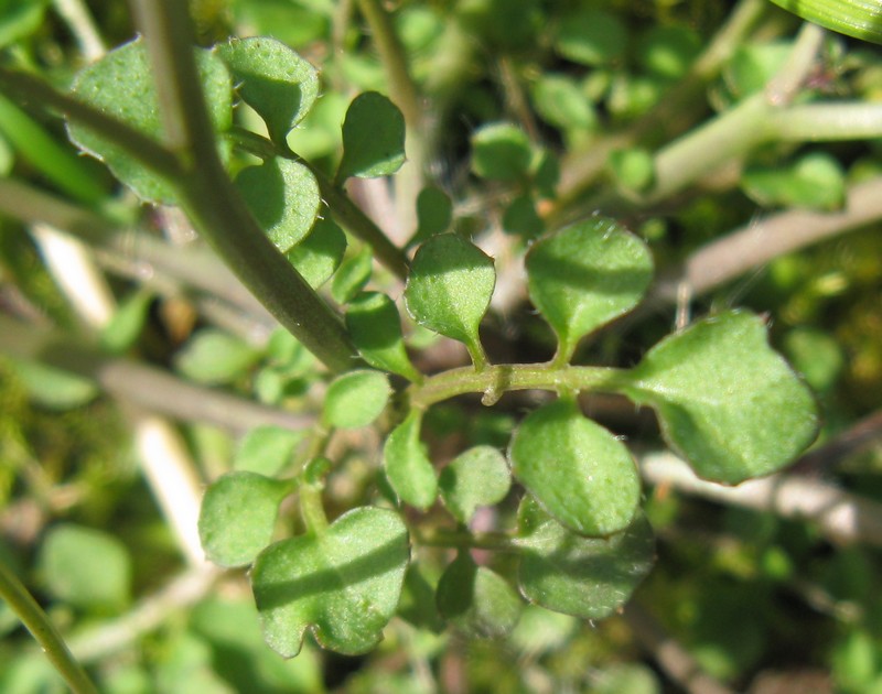 Fiorellini bianchi nel prato: Cardamine hirsuta