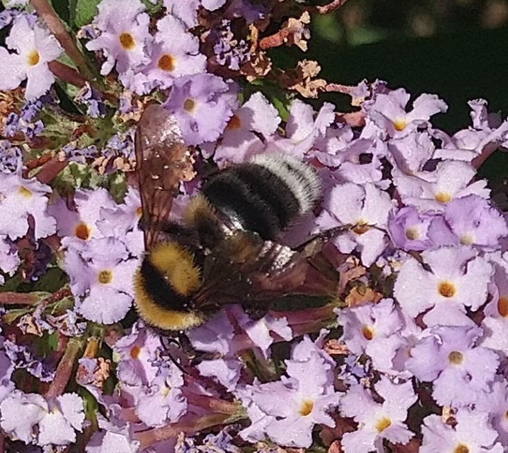 Bombus (Bombus) gr. terrestris e Bombus (Megabombus) cfr. ruderatus