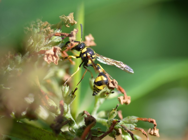 Eumenes coronatus?  No, Eumenes mediterraneus