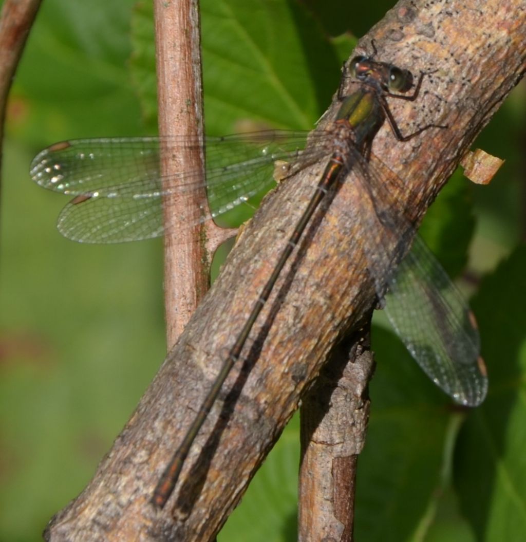 Libellula nerastra 2: Lestes?