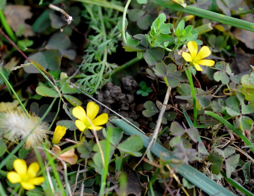 Oxalis stricta