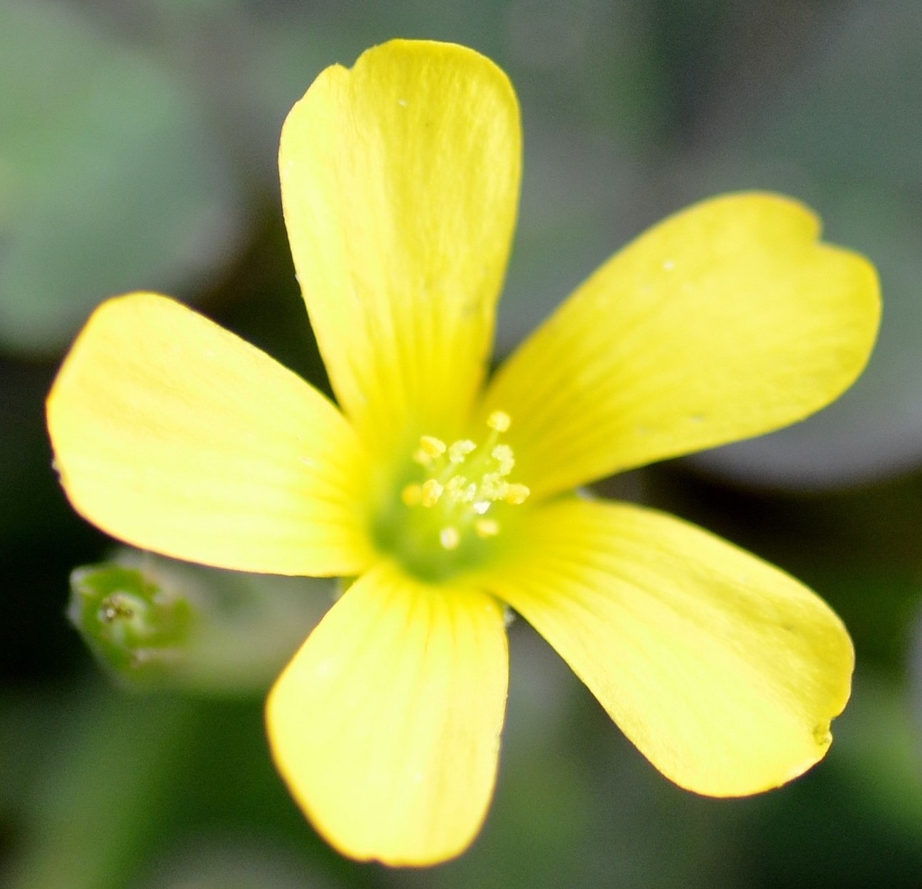 Oxalis stricta