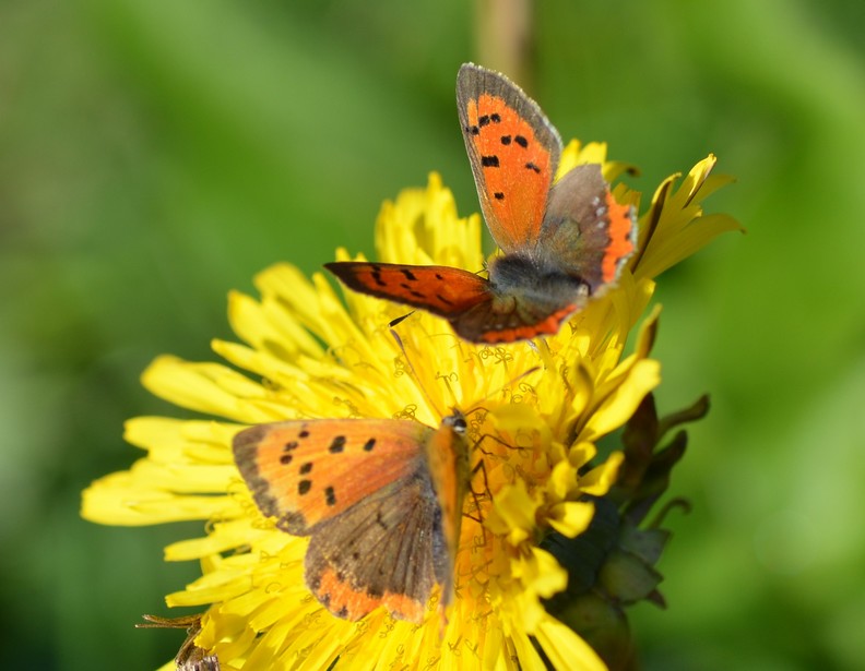 Lycaena phlaeas - seguito