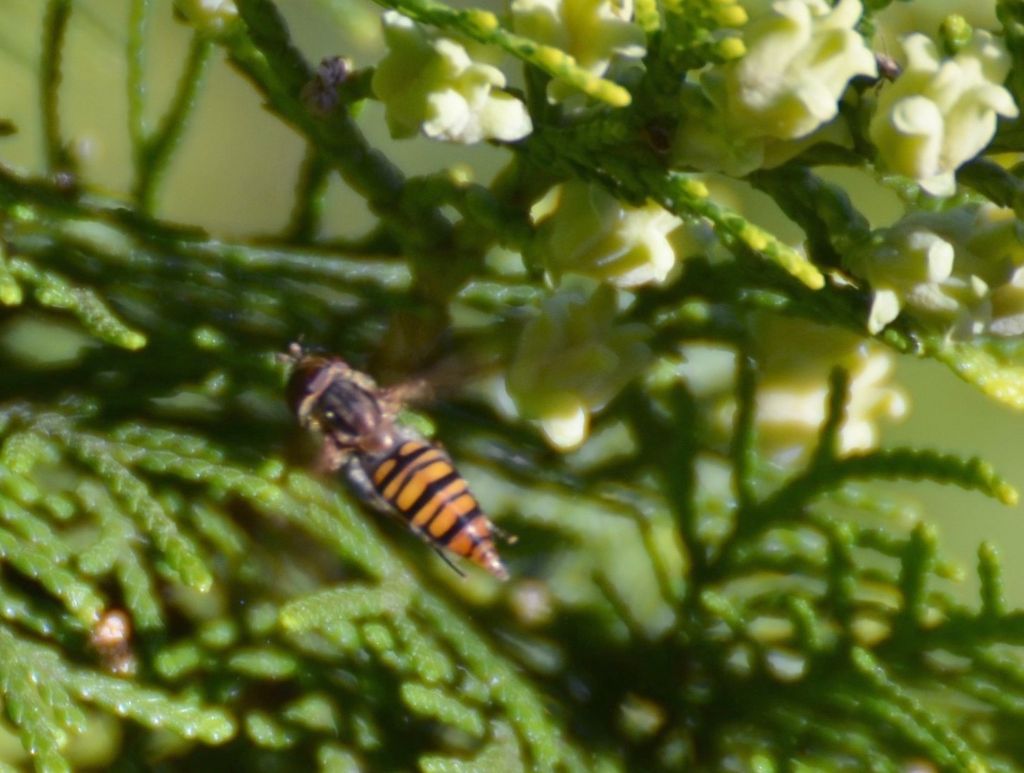 Su Tuia orientale: Episyrphus balteatus (Syrphidae)? S !