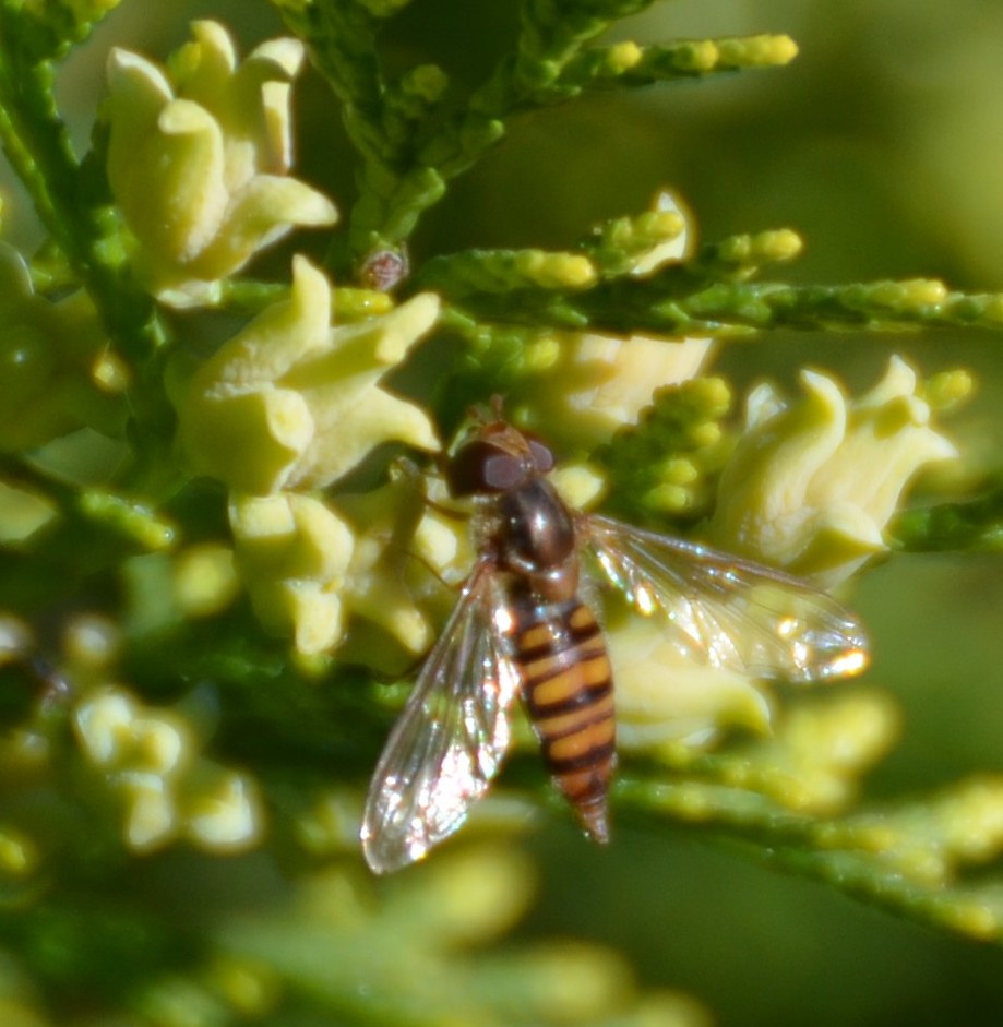 Su Tuia orientale: Episyrphus balteatus (Syrphidae)? S !