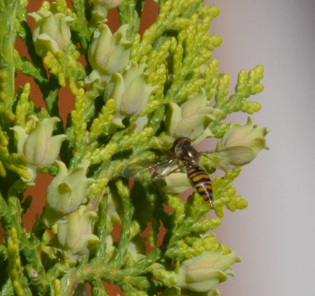 Su Tuia orientale: Episyrphus balteatus (Syrphidae)? S !