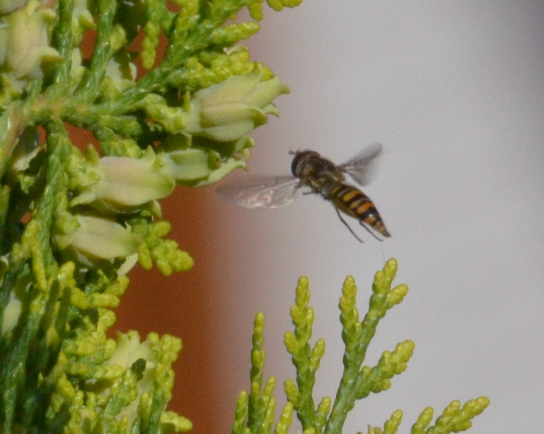 Su Tuia orientale: Episyrphus balteatus (Syrphidae)? S !