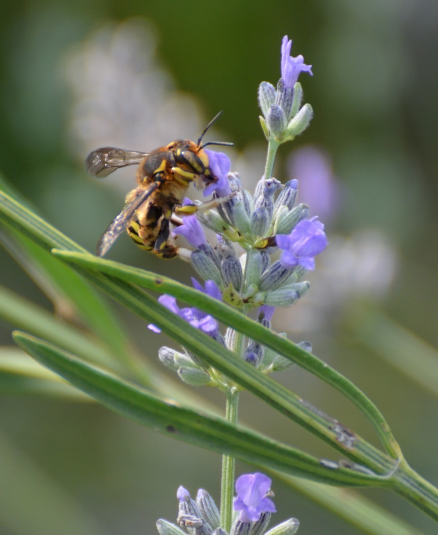 Apidae Megachilinae: Anthidium sp.