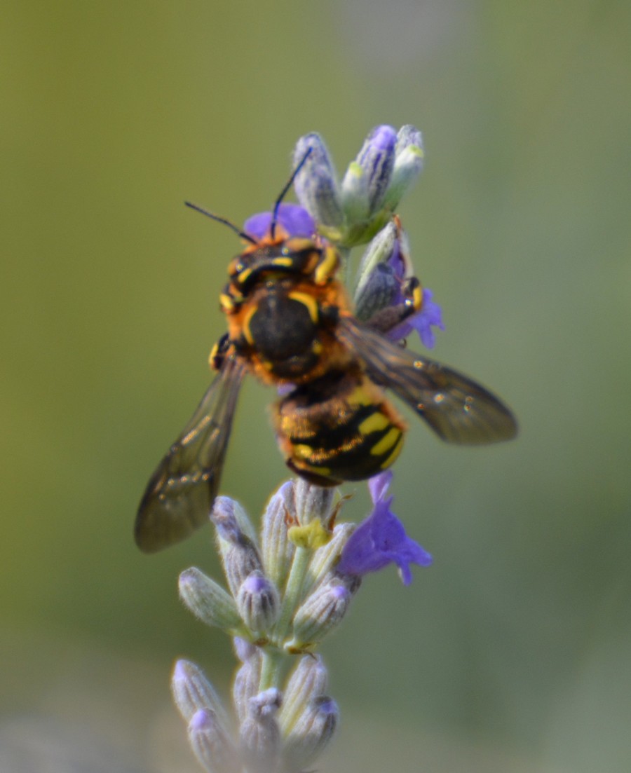 Apidae Megachilinae: Anthidium sp.