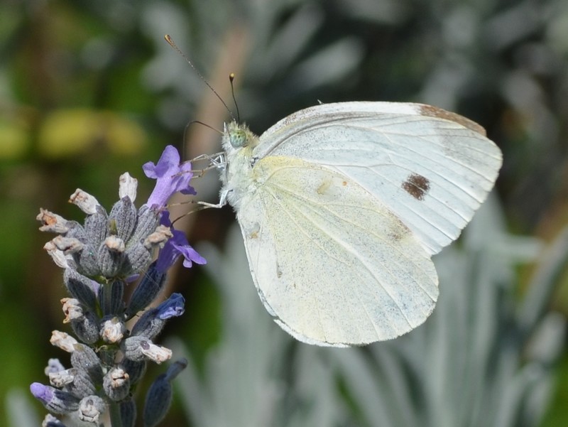 Pieris rapae?