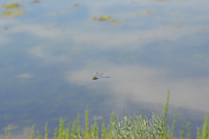 Anax imperator alla Piallassa Piomboni 3