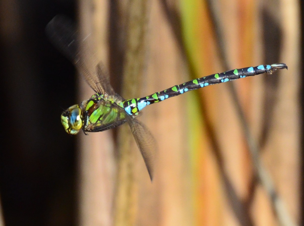 Aeshna cyanea Seregno 1