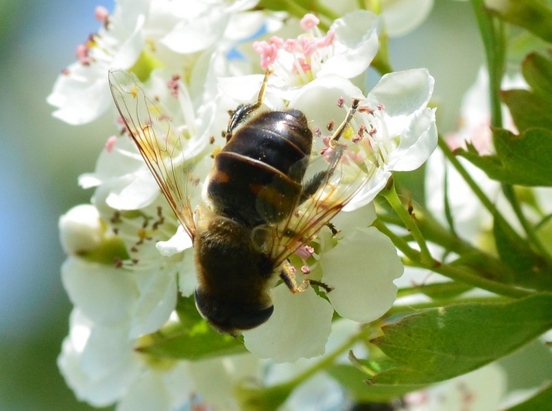 Sirfide?  S, Eristalis tenax, femmina