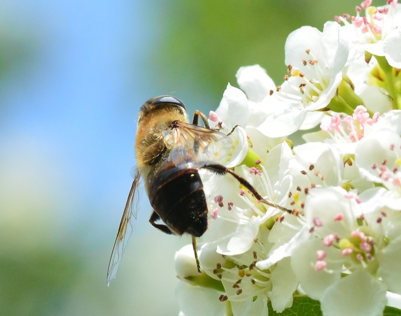 Sirfide?  S, Eristalis tenax, femmina